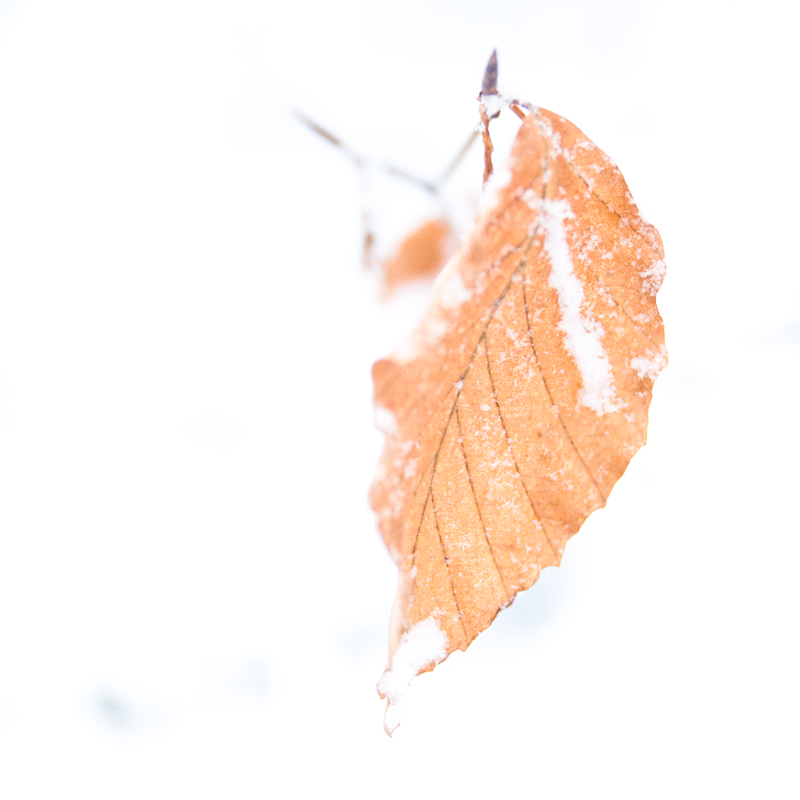 SNOW! (photo 3)