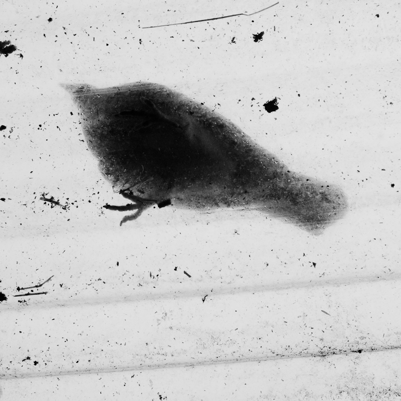 Faye’s Fossil. — DSC 2652 (photo 5)
