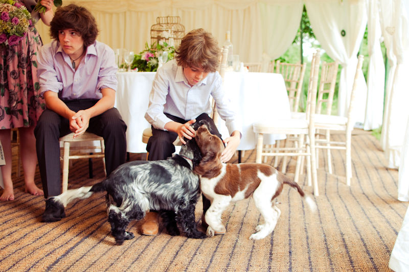 Wedding! Dan and Sabina — Blog (photo 13)