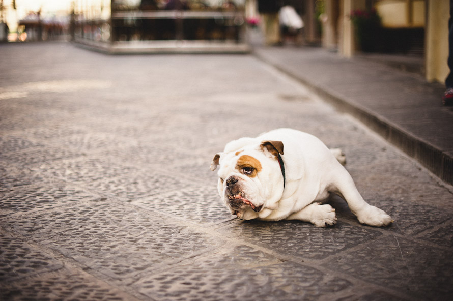 A holiday in Italy. — Lucca Wedding Photographer (photo 53)