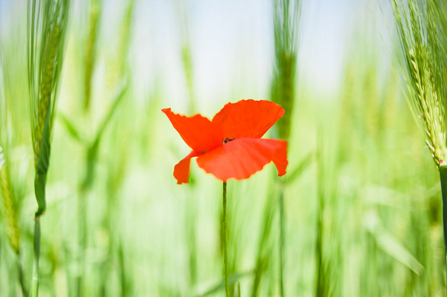 A holiday in Italy. — Lucca Wedding Photographer (photo 81)
